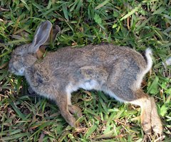 Una neumonía arrasa con la población de conejos silvestres en toda Mallorca